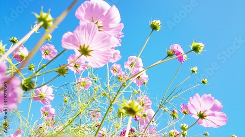 cosmos flowers in the meadow