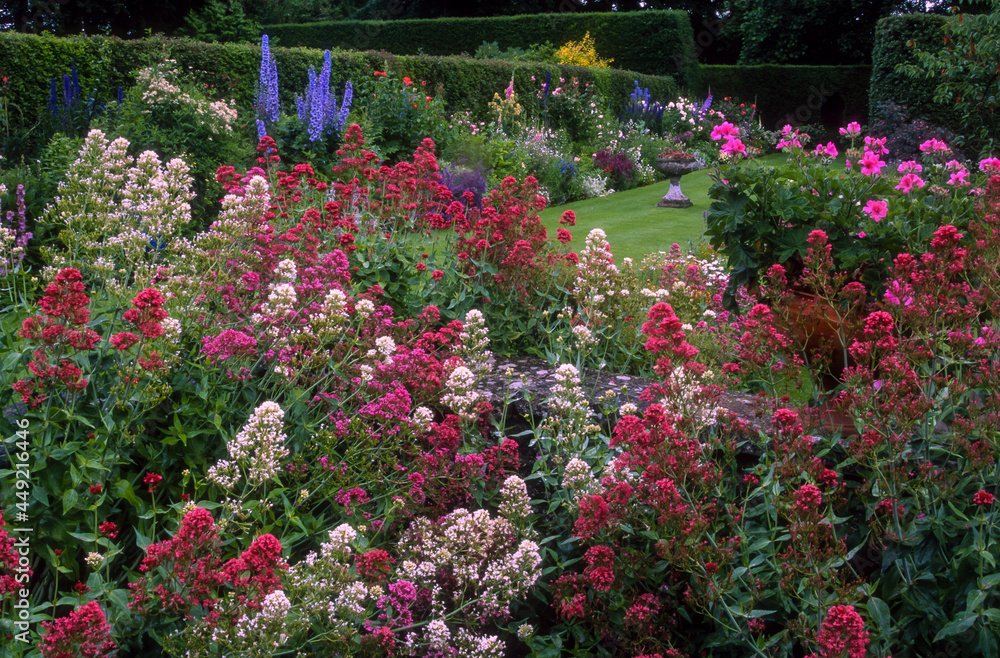 Jardin, pelouse, géranium, haie, if, Valériane des jardins, Valériane rouge, Centranthus ruber, campanule