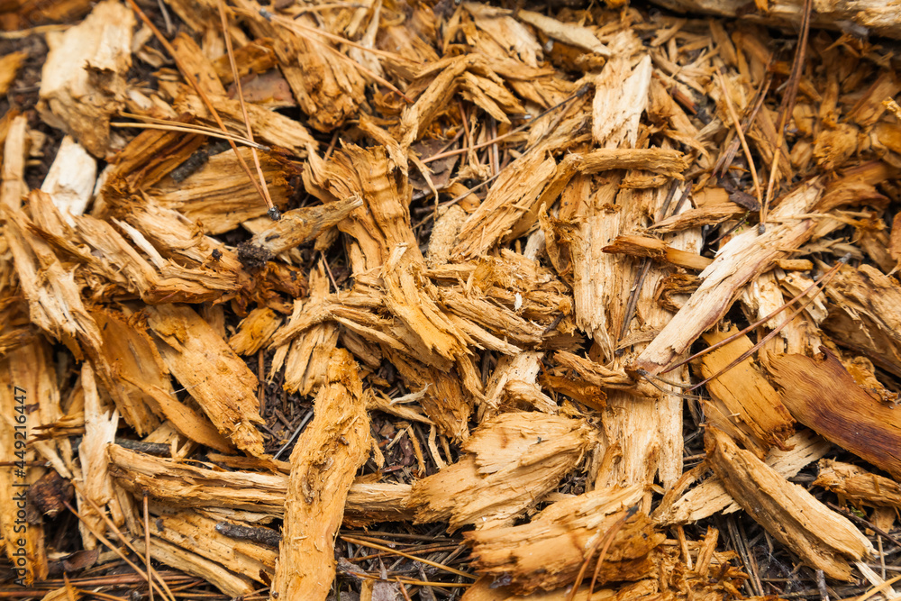 Sawdust of a dry, rotten tree in the forest. Sawdust of a dry, rotten tree in the forest.