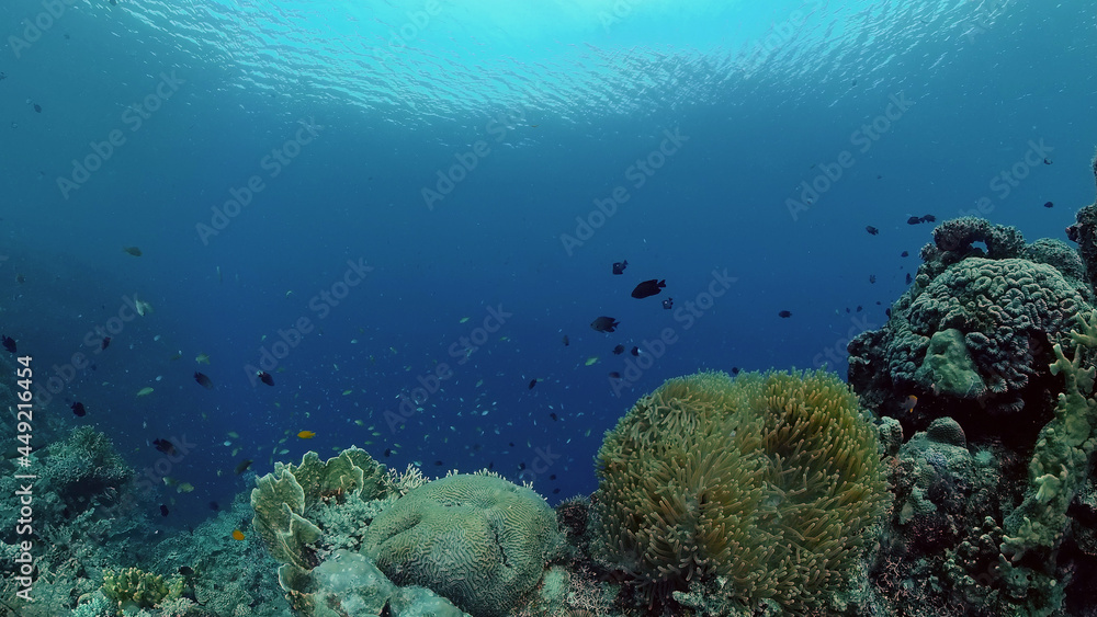 Underwater fish garden reef. Reef coral scene. Seascape under water. Philippines.