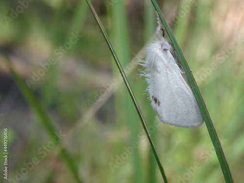 The yellow-tail, goldtail moth or swan moth (Sphrageidus similis) sitting on the green grass. photo