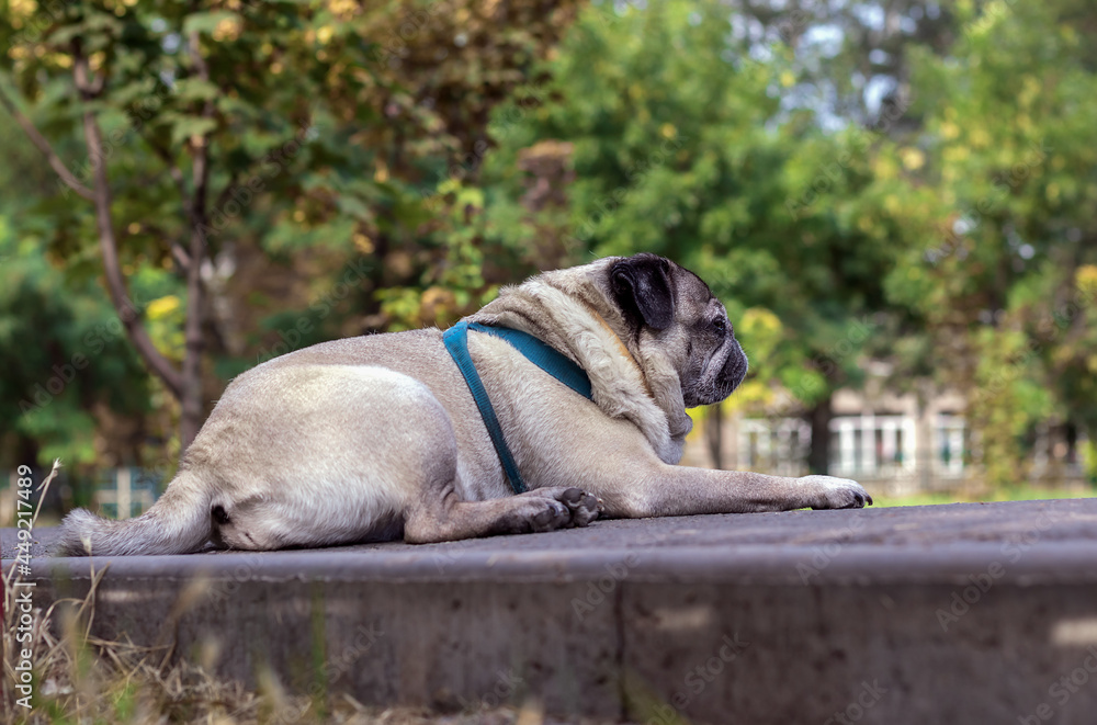 Obraz premium pug, pet, lies on the asphalt road, against the background of the park