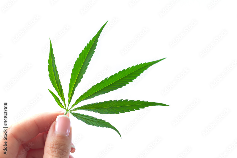 Woman hand holding hemp or cannabis marijuana leaf isolated on white background Woman hand holding hemp or cannabis marijuana leaf isolated on white background