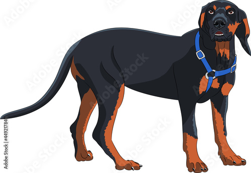 Large black dog isolated on white background.