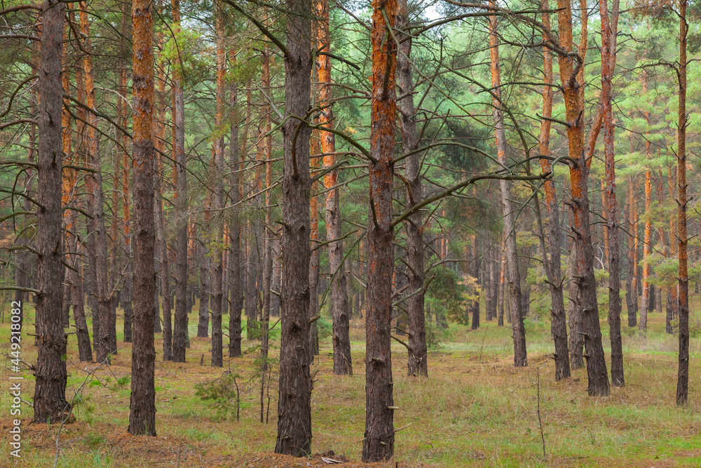 Pine forest. Pine trunks in a pine forest.