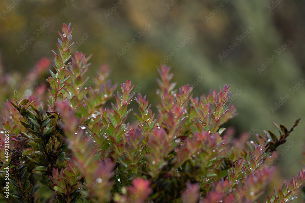 photograph of a native plant of the páramo, intertropical alpine ecosystem photograph of a native plant of the páramo, intertropical alpine ecosystem