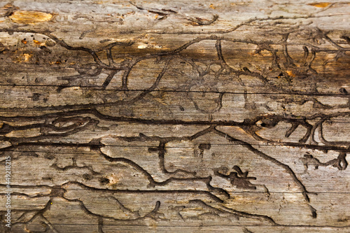 The texture of an old, dry tree without bark, gnawed by a bark beetle.