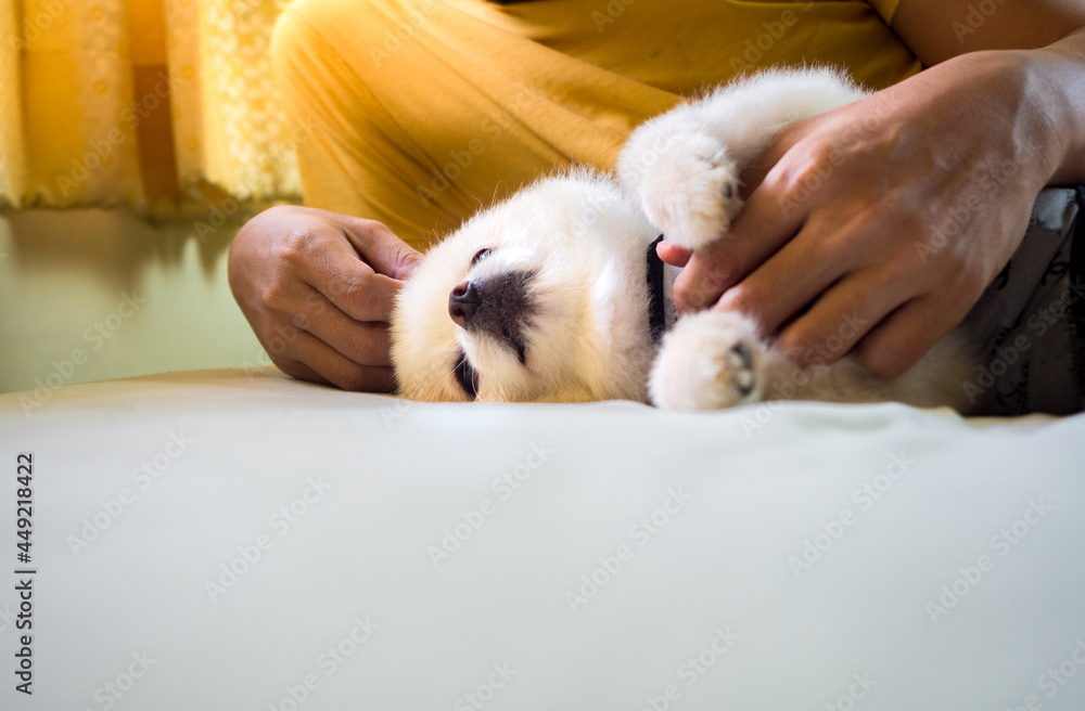 man hugging puppy.Pomeranian white sleep close up