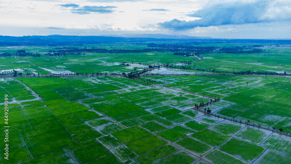 The view of the rice fields during the rainy season. August 7 2021 ...