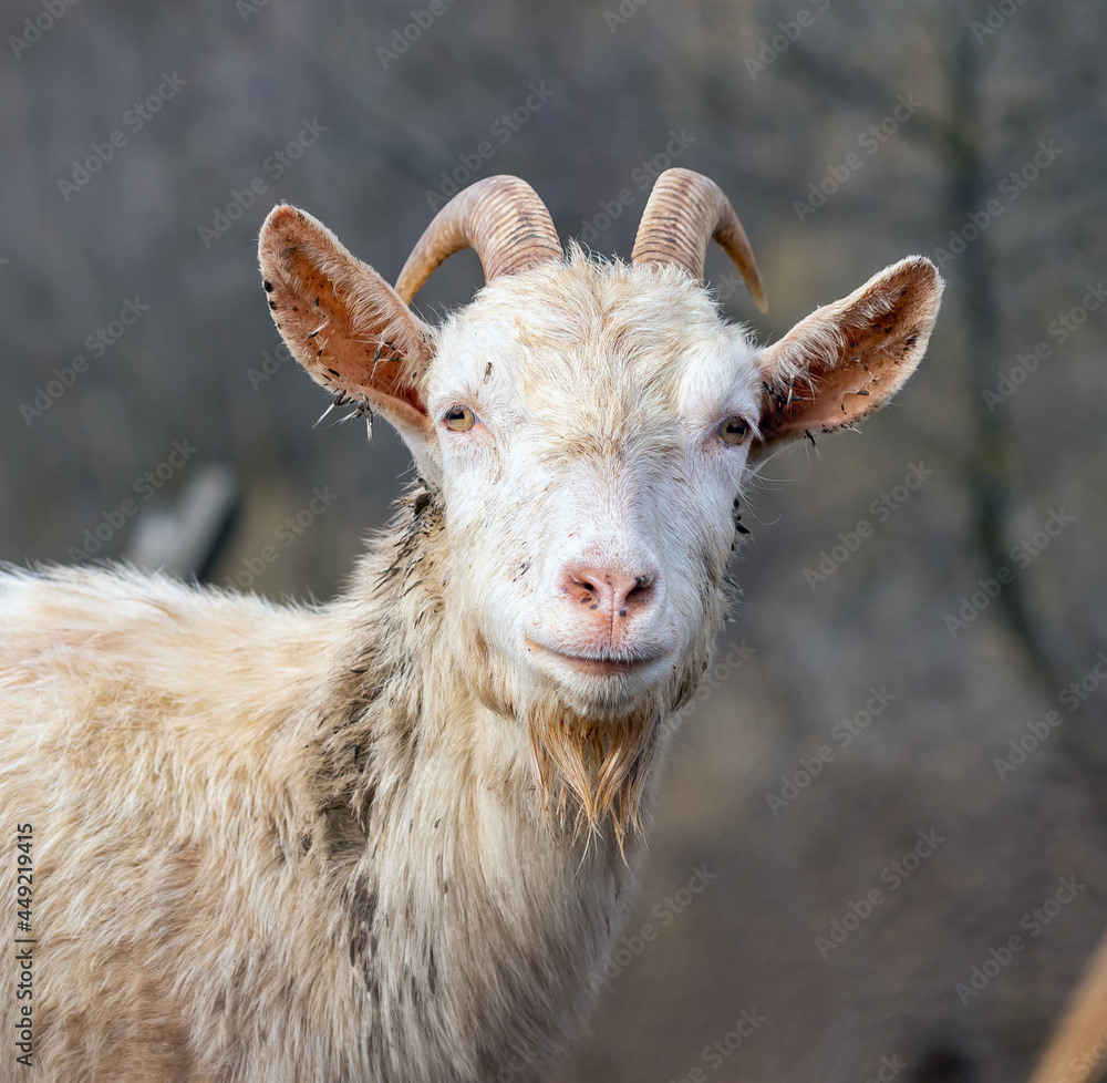 Fototapeta premium Domestic white goat in nature.