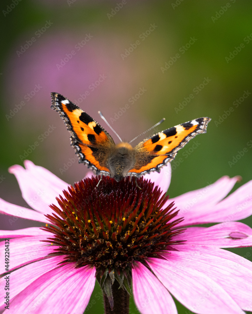 Kleiner Fuchs Schmetterling auf Echinacea Kleiner Fuchs Schmetterling auf Echinacea
