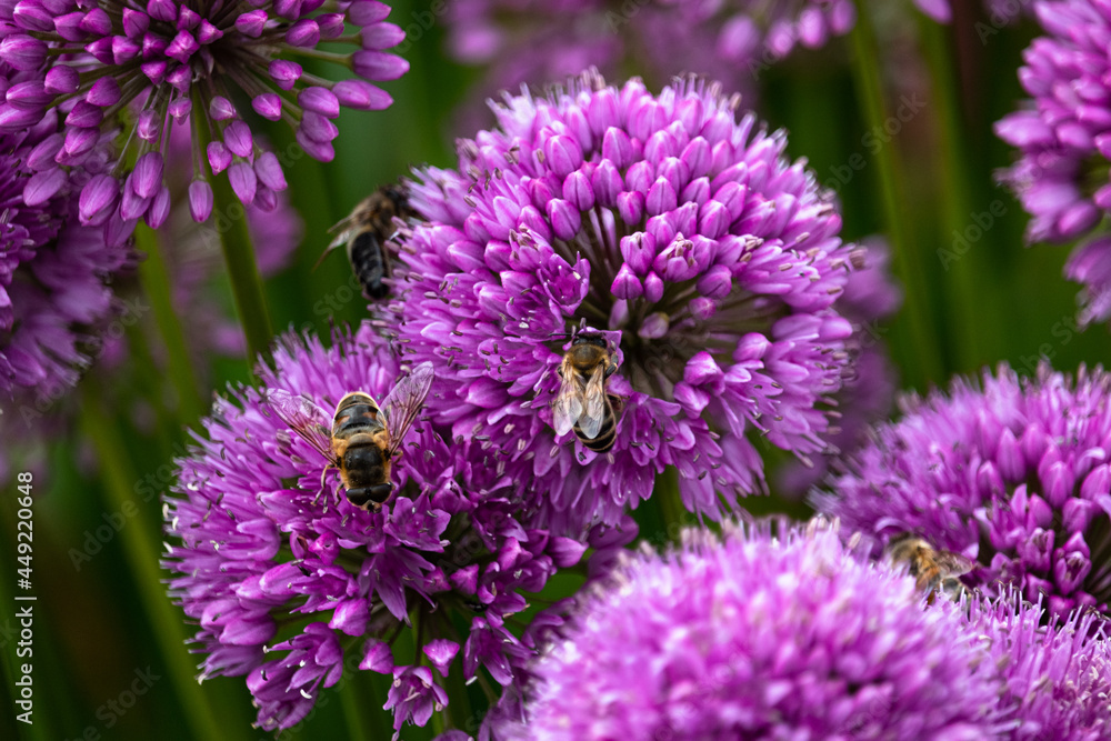 Lila Blumen - allium senescens Lila Blumen - allium senescens