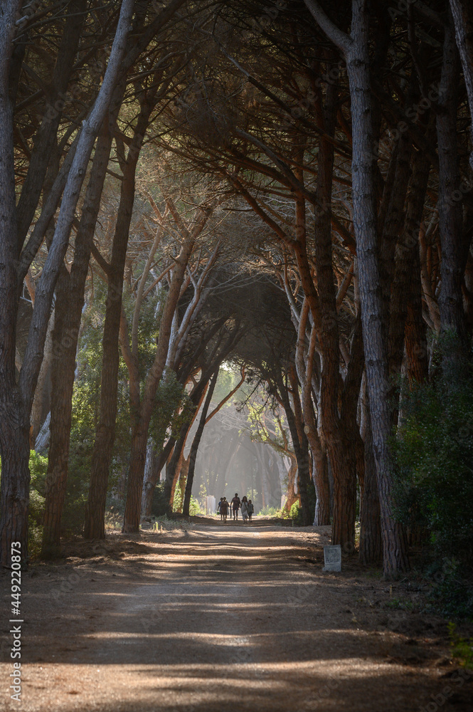 tunnel of trees in the oldgrown pine forest of Feniglia, Tuscany
