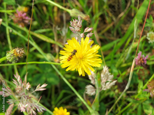 marmalade hoverfly gathering nectar from bright yellow narrow leaved hawkweed   © Penny
