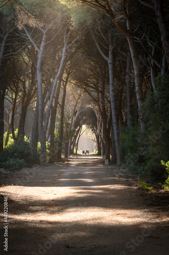 Fototapeta Naklejka Na Ścianę i Meble -  tunnel of trees in the oldgrown pine forest of Feniglia, Tuscany