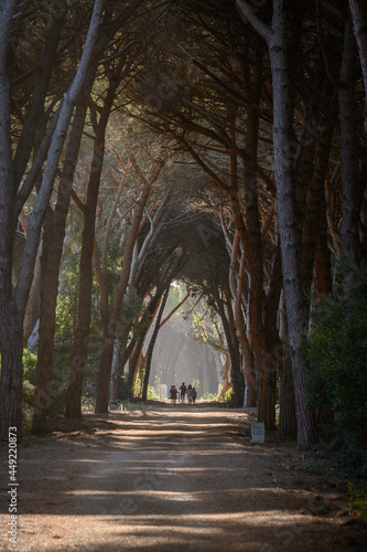 tunnel of trees in the oldgrown pine forest of Feniglia, Tuscany