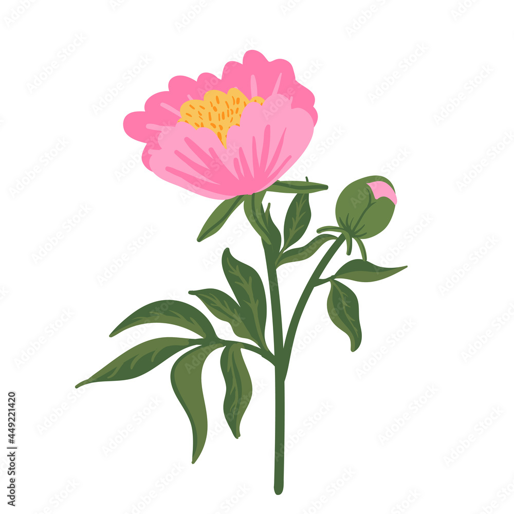 Pink peony flower. Floral element isolated on white. Hand drawn vector botanical illustration for wedding invitation, patterns, wallpapers, fabric, wrapping