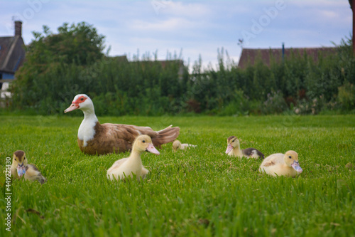 A mother muscovy duck walking around a farm with her ducklings