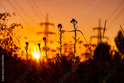 Dark silhouette of grass on the sunset. Orange sunset with black silhouette.