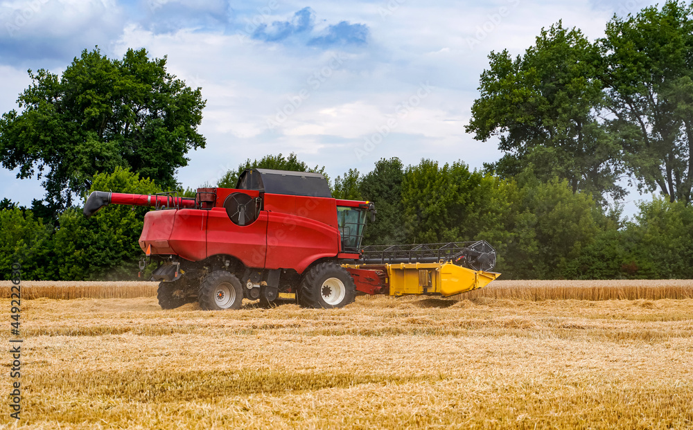Fototapeta premium Agricultural harvester farming wheat. Big red combine working in the field.