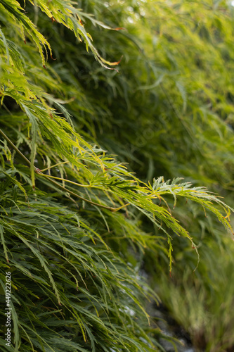 Flowers&Plants 8