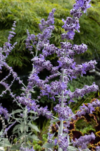Flowers&Plants 6