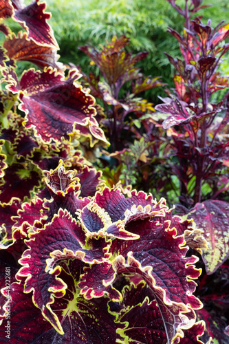 Flowers&Plants 5