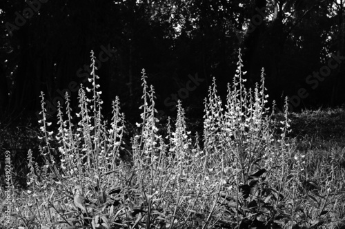 Black and white plants against dark, natural background.