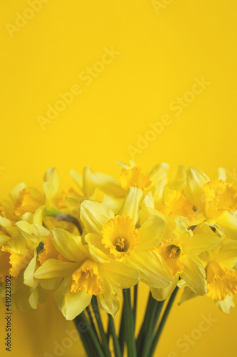 Fototapeta Bouquet of yellow daffodils on a yellow background