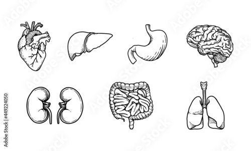 set of uncolored human organs illustration. simple yet educational vector graphic of the internal human body anatomy. biological illustration for medical and health design.