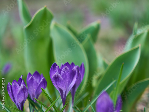 Image of spring crocuses.