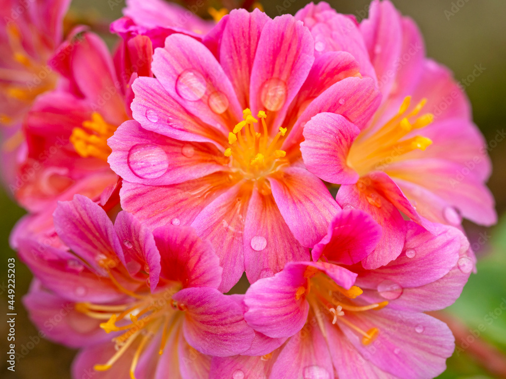 Pretty pink Lewisia Elise flowers with water droplets