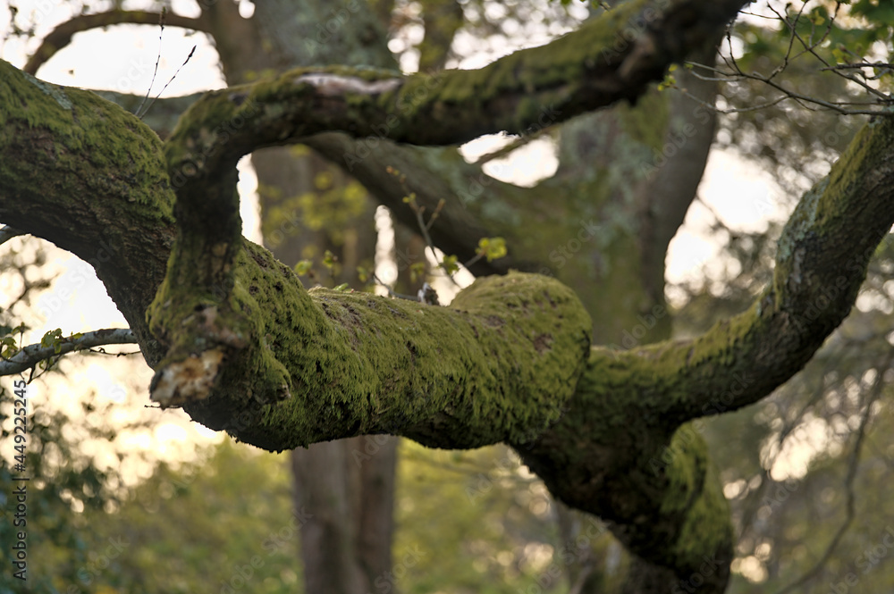 Beautiful closeup evening view of old mossy oak (Quercus) tree branches growing in Killiney Hill Park, Dublin, Ireland. Soft and selective focus Beautiful closeup evening view of old mossy oak (Quercus) tree branches growing in Killiney Hill Park, Dublin, Ireland. Soft and selective focus