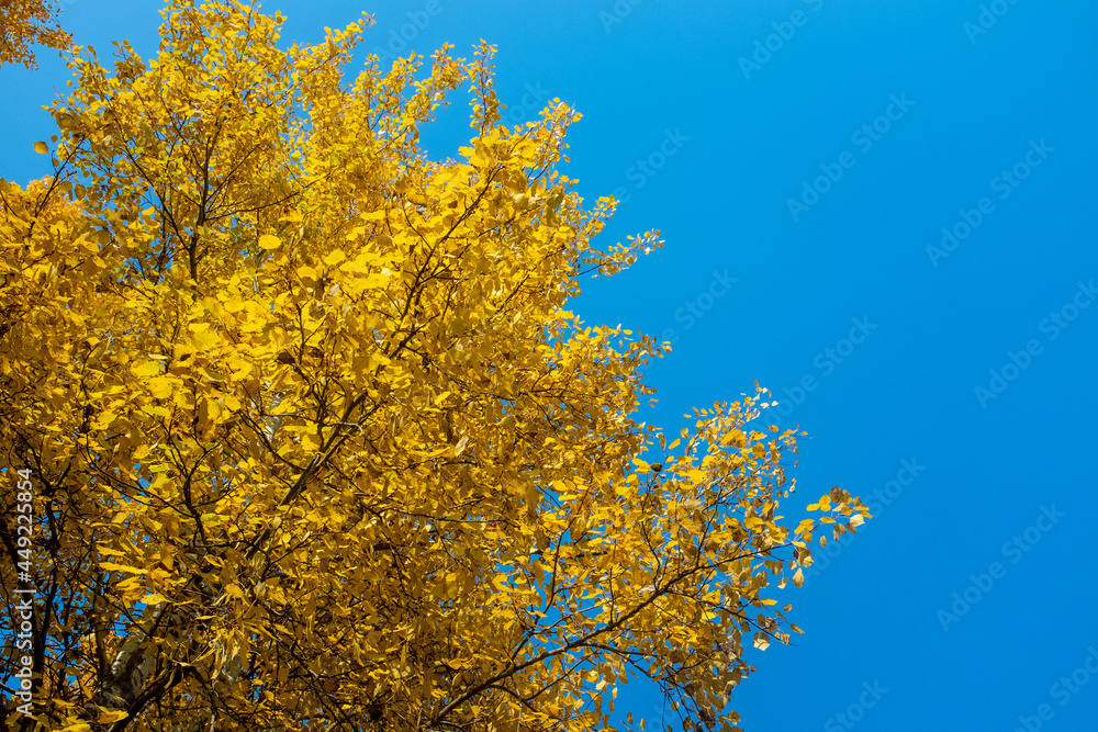 Fototapeta premium Autumn landscape. Yellow trees against a bright blue sky.