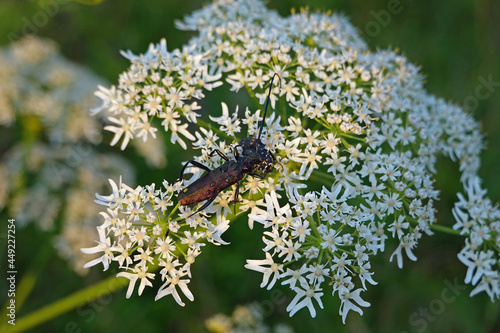 Käfer