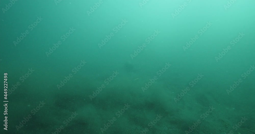 California sealion disappears in turbid water. California sealion disappears in turbid water.