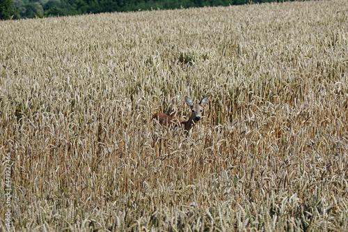 Obraz na płótnie Deer w salonie
