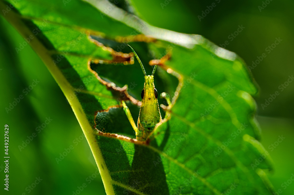 A grasshopper on the green leaf after the rain A grasshopper on the green leaf after the rain