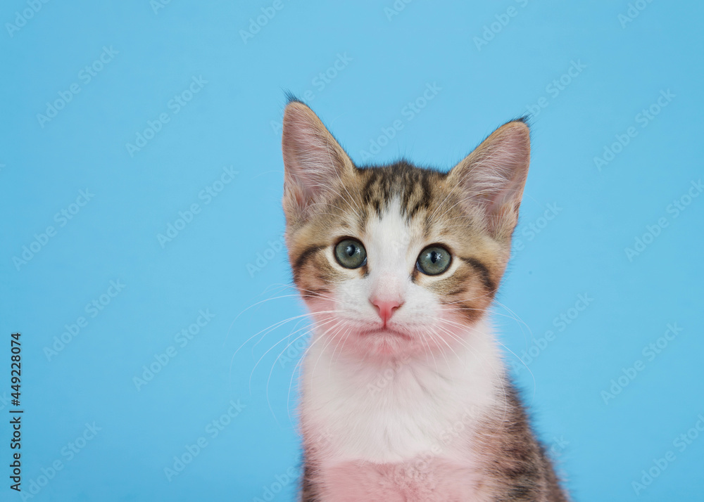 Portrait of a brown and white tabby kitten looking directly at viewer with attentive expression. blue background with copy space.
