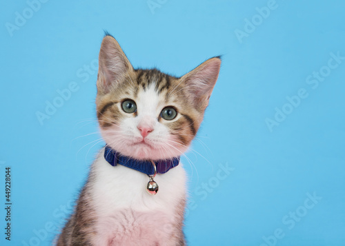 Portrait of a brown and white tabby kitten wearing a blue collar with bell looking directly at viewer with curious expression. Blue background with copy space. © sheilaf2002