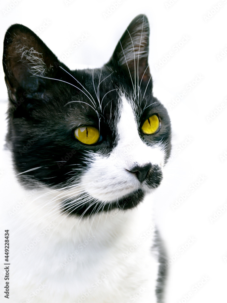 black and white tabby cat, with yellow eyes looking to upper right, over white background