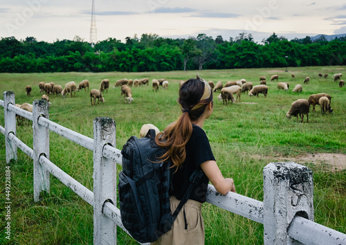 Back view point of young women backpack standing at fence and looking at sheep in the plain , chiang mai north of thailand ,  freedom , calm and mindfulness concept