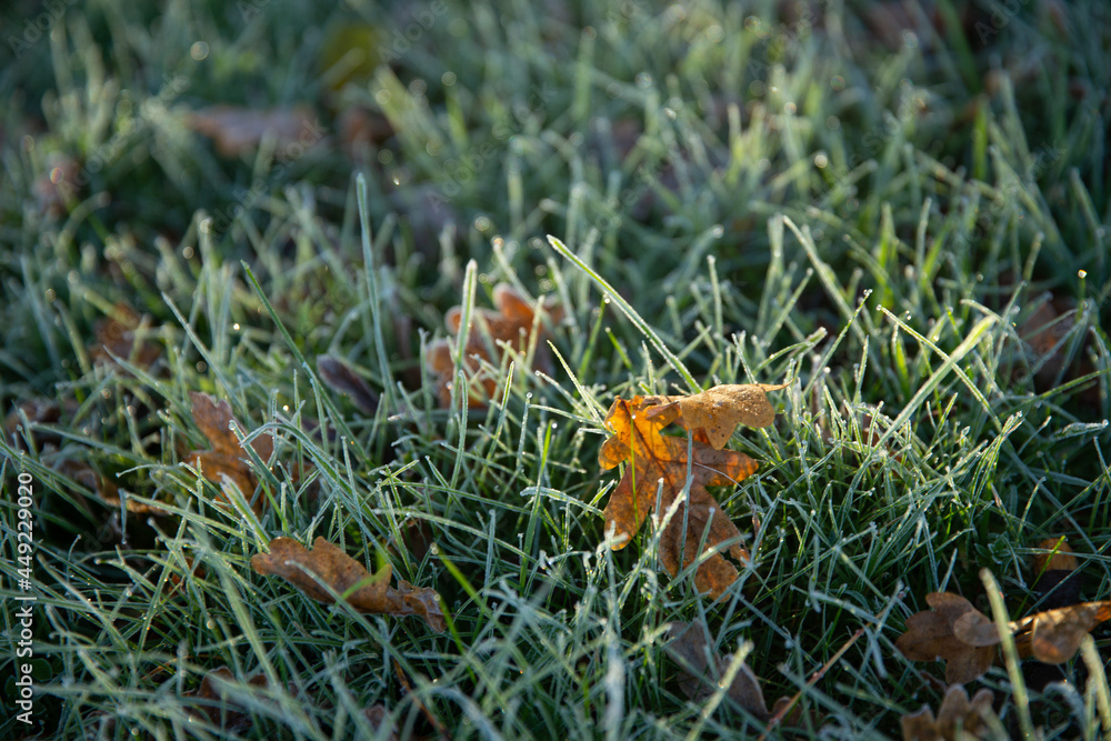frozen frozen