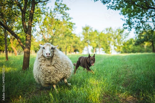 Tableau sur toile herding sheep - The Australian Kelpie dog Train