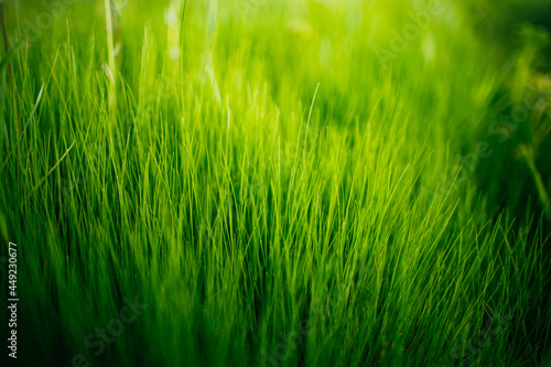 luscious green grass close up