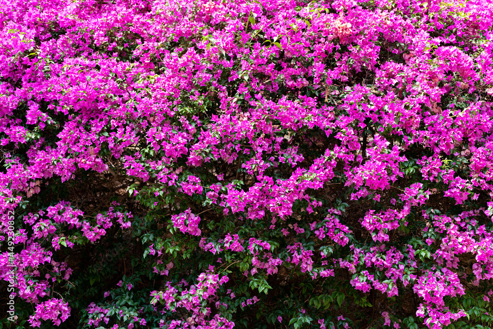 Pinke Blumen Pinke Blumen