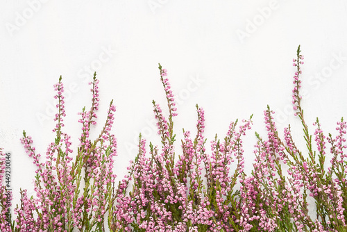 Pink Common Heather flowers border on a white background. Flat lay, selective focus