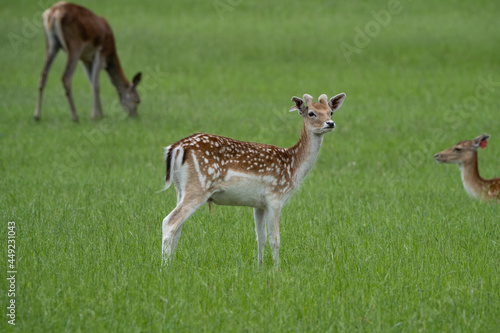 Fototapeta Naklejka Na Ścianę i Meble -  Beautiful sika deer grazing on a green lawn