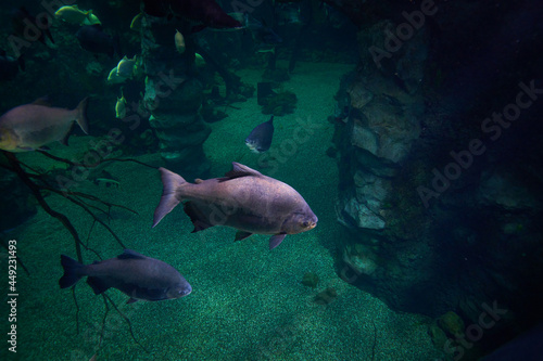 big fish in ancient ruins under water