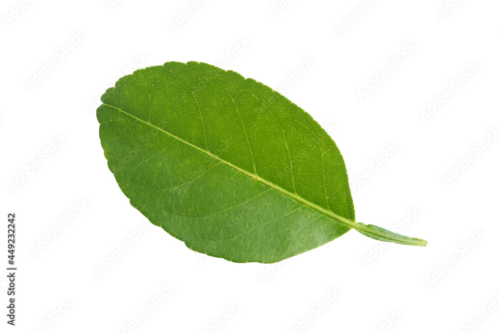 Obraz premium Fresh green leaf isolate on white background with clipping path.